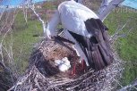 Вышли из зоны риска: аистят в Березовском заказнике от угрозы отца защитили размер и вес