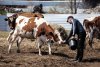 На грант «Агростартап» суммой до семи миллионов рублей претендуют 12 жителей Приамурья