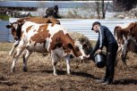 На грант «Агростартап» суммой до семи миллионов рублей претендуют 12 жителей Приамурья