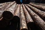 «Черный лесоруб» из Тамбовской области напилил деревьев в Архаринском округе на 1,1 миллиона рублей