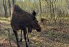 В центре охраны природы «Зейский» на свет появились сразу трое лосят