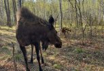 В центре «Зейском» пополнение: на свет появились сразу трое лосят