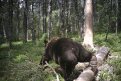 Кадр из фотоловушки. Сергей Подольский