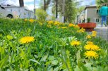 Амурские синоптики пообещали малооблачный и без осадков первый день лета