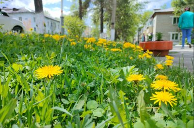 Амурские синоптики пообещали малооблачный и без осадков первый день лета