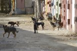 За укусы бездомной собаки власти Октябрьского района выплатят школьнику 50 тысяч рублей