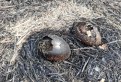 Фото: Максим Логунов