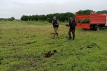 На пустыре в Березовском заказнике создали молодой лесок из разных видов деревьев