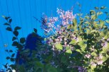 «Притворяется колибри»: жители Благовещенска вновь встретили загадочную бабочку (видео)