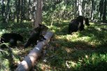Медведи пришли в гости на дачу в Сковородине: почему косолапые всё чаще выходят к людям (видео)
