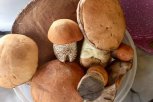 На севере Приамурья начали собирать первые грибы