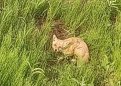 Фото: t.me/ohotaamur28