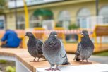 Специалисты завершили проверку наличия в Приамурье высокопатогенного гриппа птиц