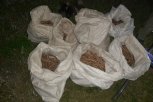 В Мазановском округе иностранца с подельниками поймали на выкапывании корней краснокнижного растения