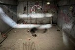 В подвале заброшенного здания Благовещенска нашли трупы животных и нарисованные пентаграммы