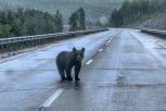 Медвежонок снова в кадре: фотоблогер из Уркана в июне встретила третьего по счету косолапого