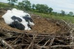 Аистята учатся летать: амурчан призывают не подбирать птенцов
