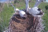Аистята учатся летать: амурчан призывают не подбирать птенцов