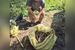 Иностранца с полным мешком корней краснокнижного растения поймали в Октябрьском районе