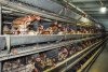 Амурские фермеры на гранты купят технику, коров и построят птицеферму