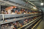 Амурские фермеры на гранты купят технику, коров и построят птицеферму
