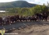 В Зейском округе иностранцы вырубали деревья и незаконно добывали золото
