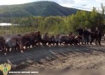 В Зейском округе иностранцы вырубали деревья и незаконно добывали золото
