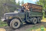 Десять «черных лесорубов» из Свободненского района будут судить за ущерб на 11 миллионов рублей