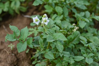 Как ухаживать за картошкой в июле, чтобы получить большой урожай