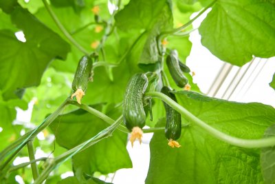 Как спасти огурцы от грибка: советы амурского агронома