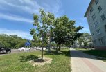 В Благовещенске обновляют устаревший зеленый фонд и восстанавливают газоны