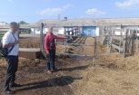 Жителя Благовещенска ждет до пяти лет тюрьмы за повторное конокрадство с фермы