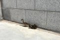 Фото: t.me/ohotaamur28