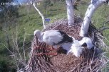 В гнезде Амура и Зеи в Березовском заказнике остался один живой птенец