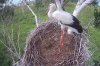 Оставшегося в живых птенца Амура и Зеи окольцевали и подкормили вьюнами