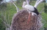 Оставшегося в живых птенца Амура и Зеи окольцевали и подкормили вьюнами