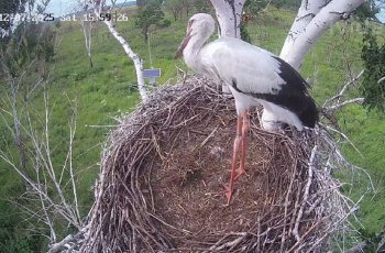 Оставшегося в живых птенца Амура и Зеи окольцевали и подкормили вьюнами