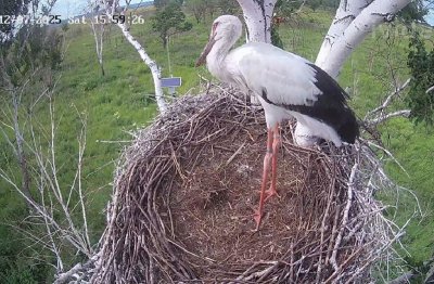 Оставшегося в живых птенца Амура и Зеи окольцевали и подкормили вьюнами