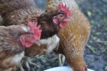 Несуществующих кур продавал амурчанам иностранец-нелегал