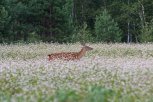 В Амурской области утвердили квоты на добычу зверей в охотничий сезон