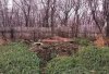В Приамурье 14 старых скотомогильников проверят на биологическую безопасность и ликвидируют