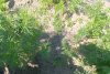 Почему на грядках амурчан плохо взошли свекла и морковь