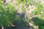 Почему на грядках амурчан плохо взошли свекла и морковь