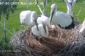 Фото: t.me/amur_birds
