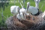Наблюдающие онлайн за жизнью аистов амурчане требуют забрать птенца у родителей