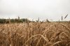 Гости из Южной Кореи заинтересовались амурской пшеницей и кукурузой