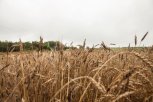Гости из Южной Кореи заинтересовались амурской пшеницей и кукурузой