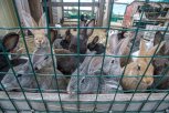 Ветераны СВО из Ивановского округа строят мини-ферму и роботизированную автомойку