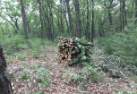 В Приамурье будущие леса сформировали на 1,8 тысячи гектарах земли