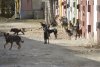 Амурские ветеринары обеспокоены участившимися случаями укусов детей домашними собаками
